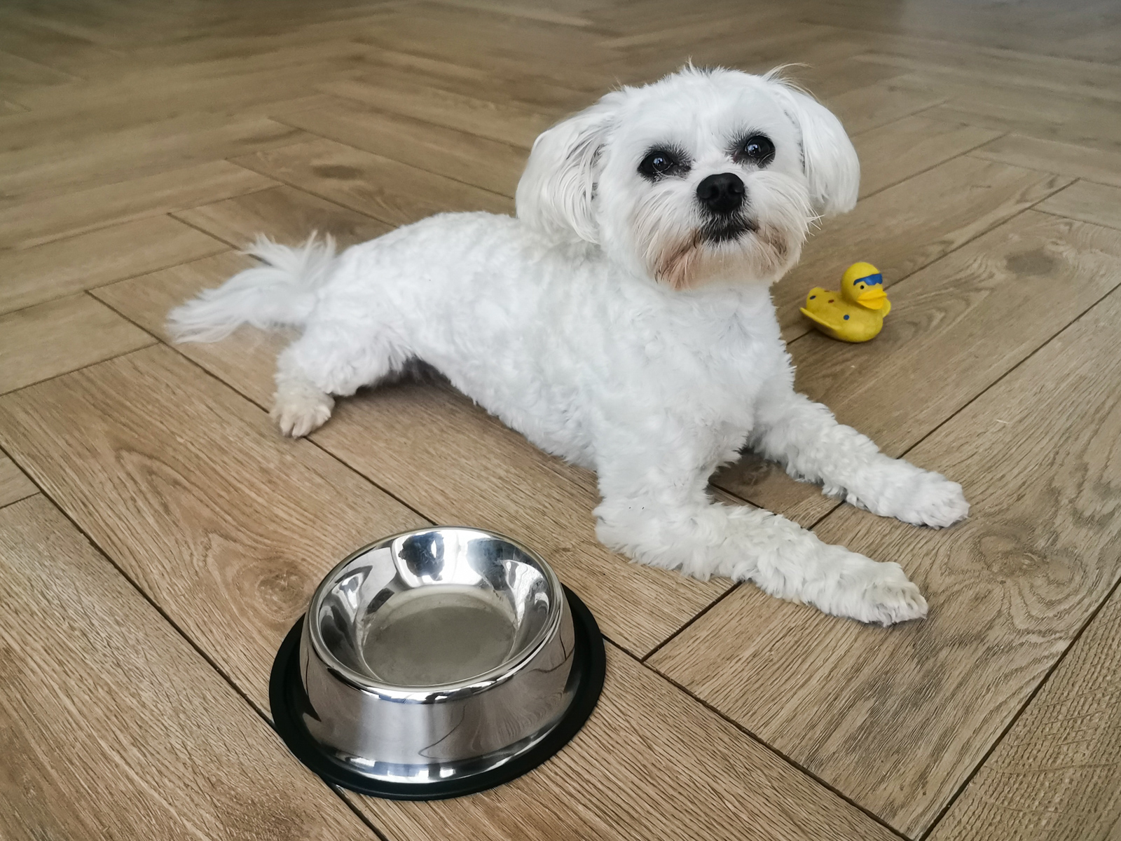 Castron Metalic pentru hranire animale de companie - 15cm - imagine 5